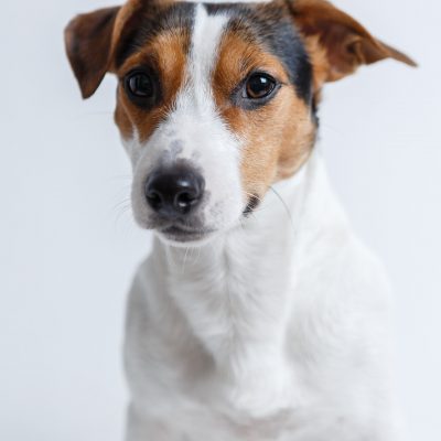 Bella, 8 years old FN JRT